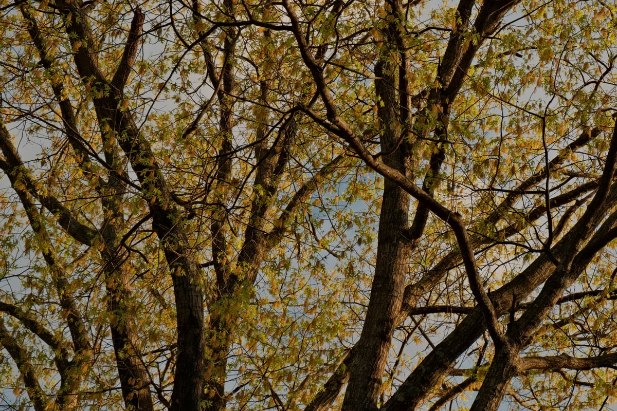 Spring