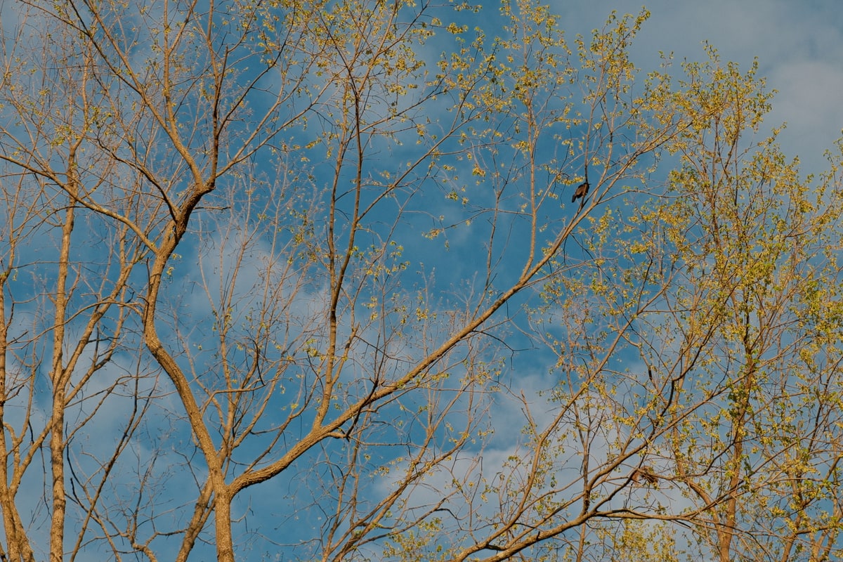 I wish I were a bird